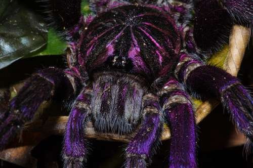 Theraphosidae - kuva 2