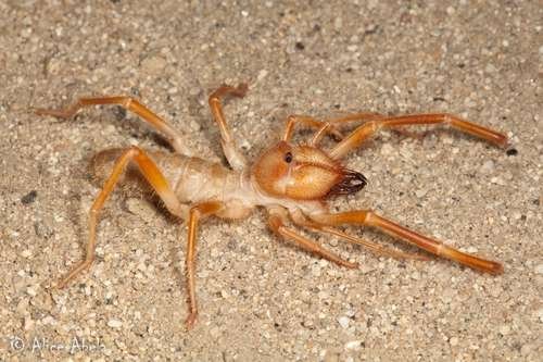Solifugae - kuva 1