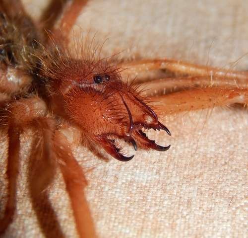 Solifugae - kuva 3