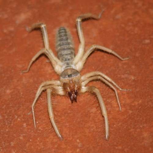 Solifugae - kuva 4