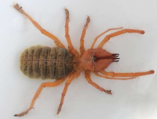 Solifugae - kuva 5