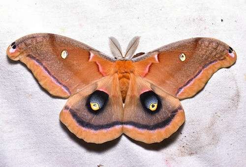 Antheraea polyphemus - kuva 1