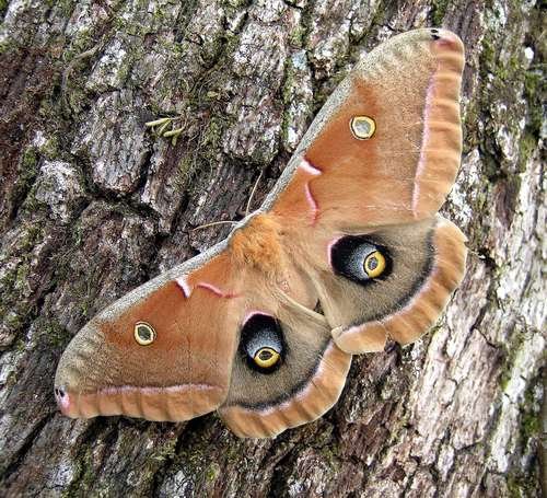 Antheraea polyphemus - kuva 3
