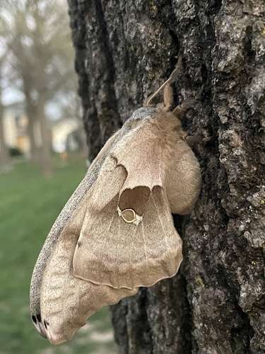 Antheraea polyphemus - kuva 4