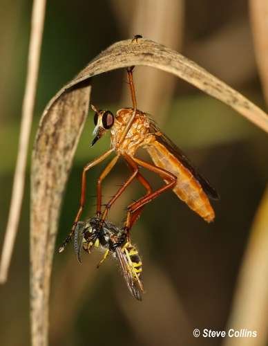 Asilidae - kuva 2
