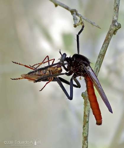 Asilidae - kuva 5