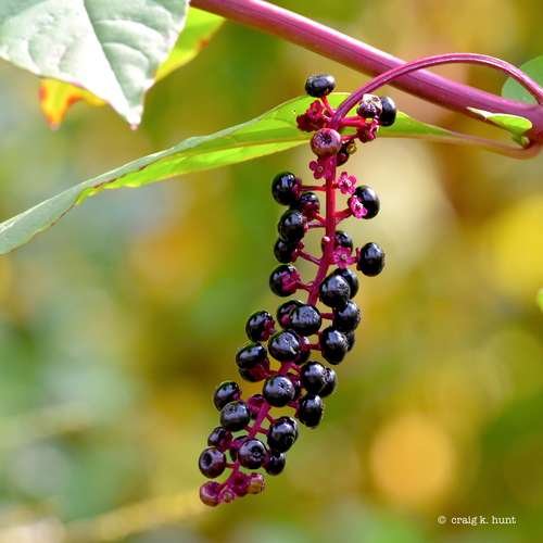 Phytolacca americana - kuva 1