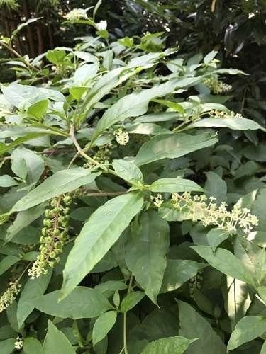 Phytolacca americana - kuva 2