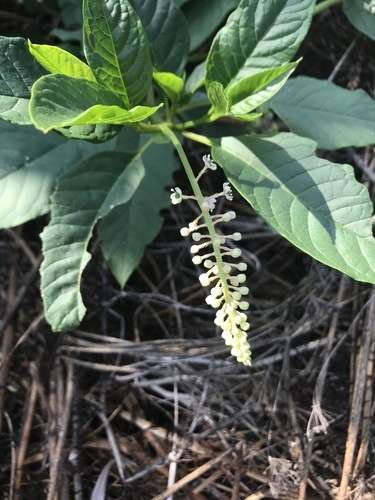 Phytolacca americana - kuva 3