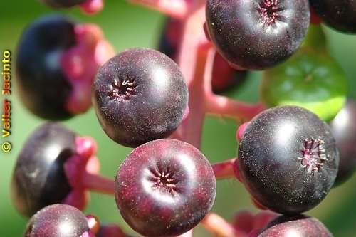 Phytolacca americana - kuva 4