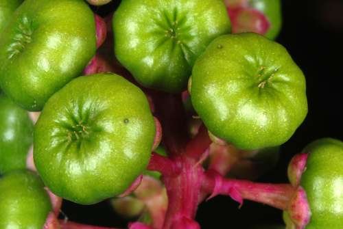 Phytolacca americana - kuva 5