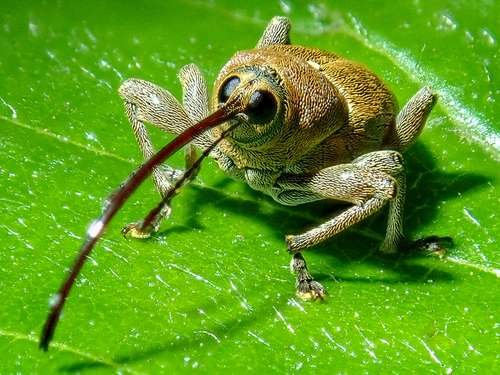 Curculionidae - kuva 1