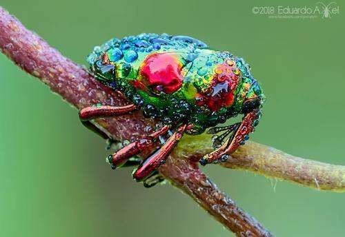 Curculionidae - kuva 2