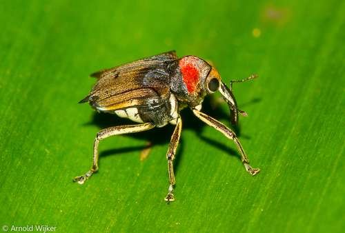 Curculionidae - kuva 3