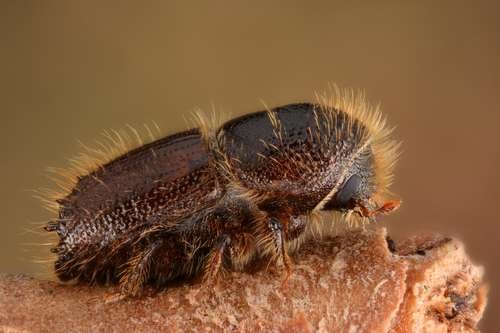 Curculionidae - kuva 4