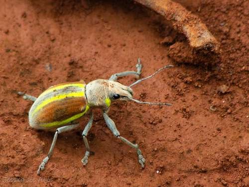 Curculionidae - kuva 5