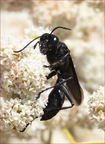 Sphex pensylvanicus - kuva 1
