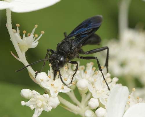 Sphex pensylvanicus - kuva 3