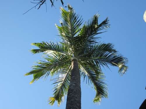 Arecaceae - kuva 1