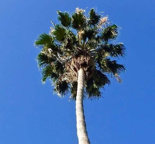 Arecaceae - kuva 2