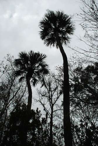 Arecaceae - kuva 3