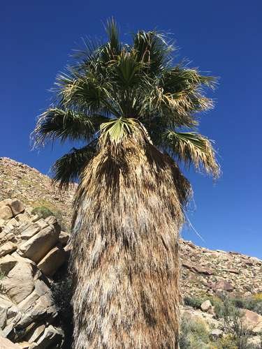 Arecaceae - kuva 4