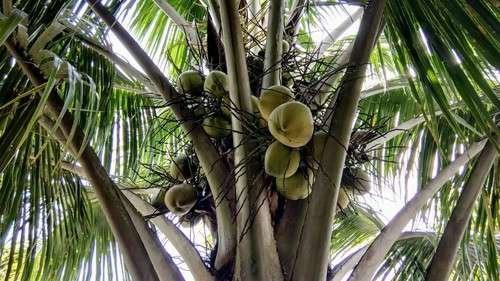 Arecaceae - kuva 5