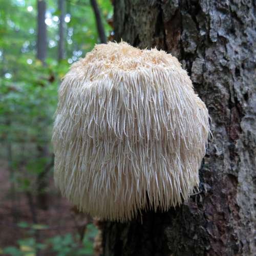 Hericium erinaceus - kuva 1