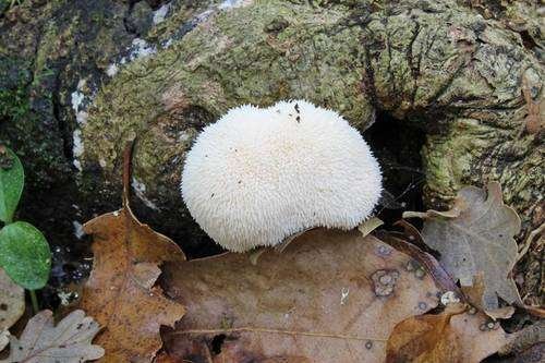Hericium erinaceus - kuva 2