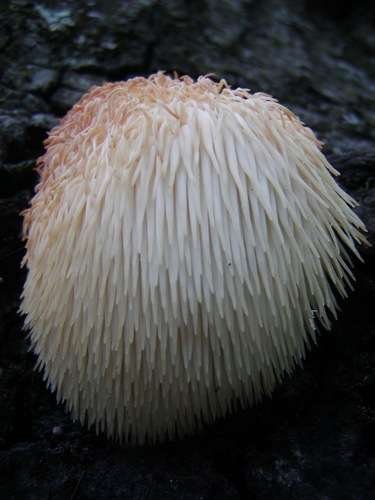 Hericium erinaceus - kuva 3