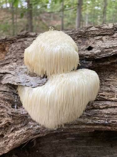 Hericium erinaceus - kuva 4