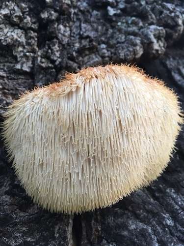 Hericium erinaceus - kuva 5