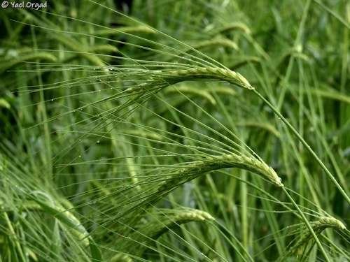 Hordeum spontaneum - kuva 1