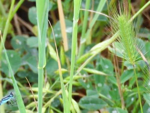 Hordeum spontaneum - kuva 2