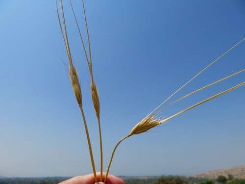 Hordeum spontaneum - kuva 3