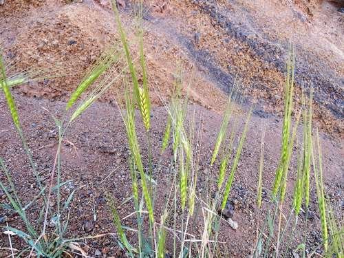 Hordeum spontaneum - kuva 4