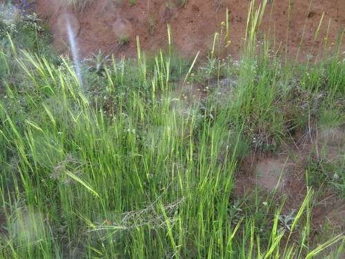 Hordeum spontaneum - kuva 5
