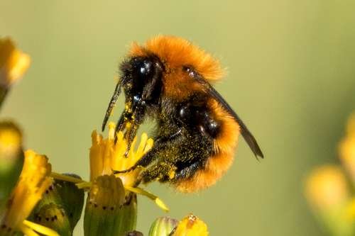 Bombus dahlbomii - kuva 1