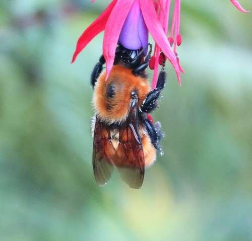 Bombus dahlbomii - kuva 2