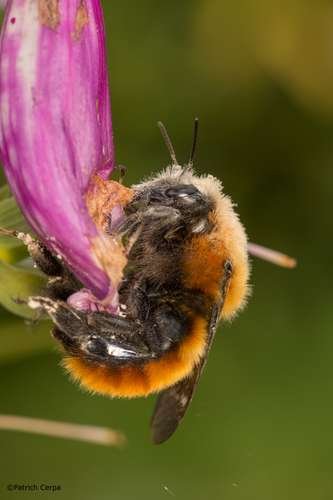 Bombus dahlbomii - kuva 3