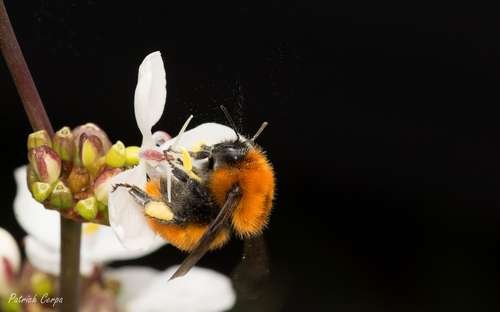 Bombus dahlbomii - kuva 4
