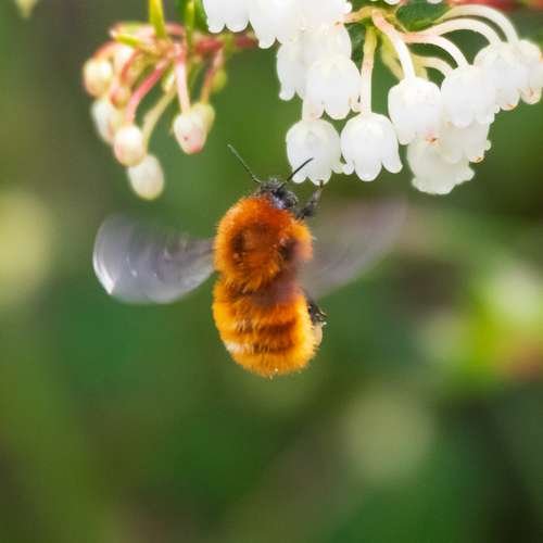 Bombus dahlbomii - kuva 5
