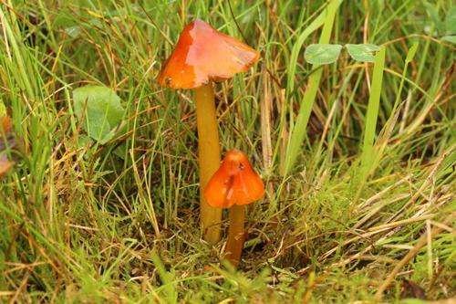 Hygrocybe conica - kuva 1