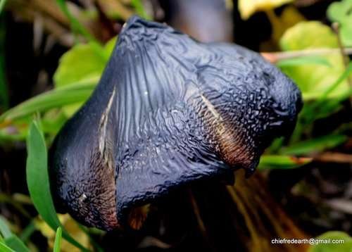 Hygrocybe conica - kuva 3