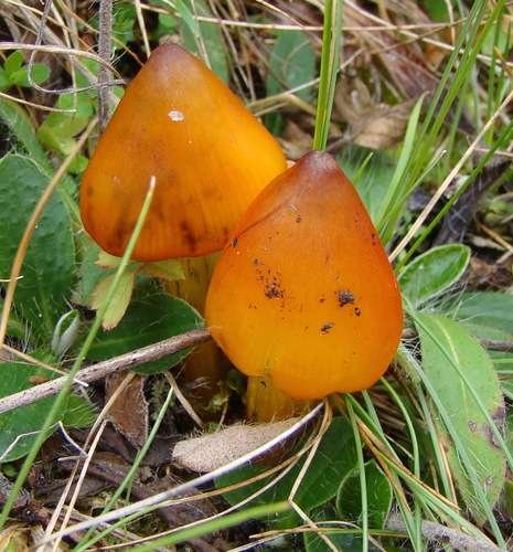 Hygrocybe conica - kuva 4