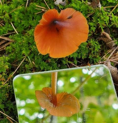 Hygrocybe conica - kuva 5