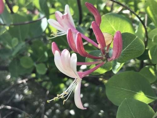 Lonicera - kuva 1