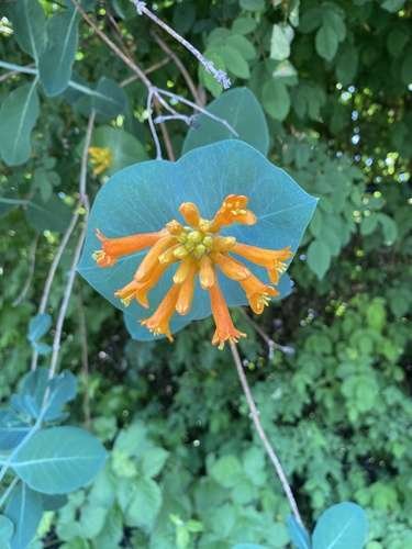Lonicera - kuva 2