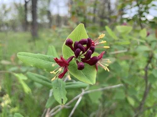 Lonicera - kuva 3