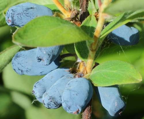 Lonicera - kuva 4